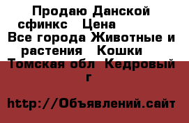  Продаю Данской сфинкс › Цена ­ 2 000 - Все города Животные и растения » Кошки   . Томская обл.,Кедровый г.